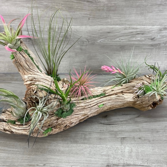 🔆AIR PLANT BUDDIES🔆 LIVE PLANTS SHIPPED WITH CARE - Picture 8 of 10